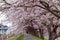 Sakura tunnel and walkway with japanese cherry blossom blooming