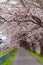 Sakura tunnel and walkway with japanese cherry blossom blooming