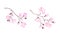 Sakura twigs with pink flower buds. Blooming cherry tree vector illustration