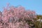 Sakura in Ueno Park