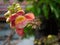 Sala flora or Shorea robusta flower on Cannonball Tree and the sal tree is revered by many Buddhist people around the world.Shorea