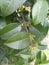 Salacia chinensis Ponkorandi, ekanayakam flowering twig