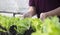 Salad in caring hands. Hydroponic vegetables salad farm. Hydroponics method of growing plants