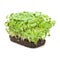 Salad cress