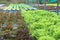 Salad crop in hydroponics system farm for agriculture and vegetarian