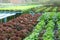Salad crop in hydroponics system farm for agriculture and vegetarian concept