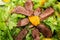 Salad of duck meat with different greens, fragment close-up