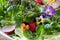 Salad with edible pansies and broccoli and kale microgreens