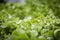 Salad farm vegetable green oak lettuce. Close up fresh organic hydroponic vegetable plantation produce green salad hydroponic