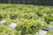 Salad farm vegetable green oak lettuce. Close up fresh organic hydroponic vegetable plantation produce green salad hydroponic