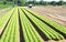 Salad field with the intensive irrigation plant