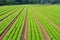 Salad field lines