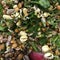 Salad of germinated grains, beans, greens, seeds. Healthy vegetarian food