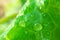 Salad green closeup texture background