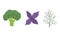 Salad Green Leaves and Leafy Vegetables Set, Broccoli, Basil, Dill, Organic Vegan Healthy Food Vector Illustration