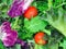 Salad greens food background