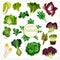 Salad greens, leafy vegetables vector poster