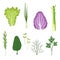 Salad greens and leaves set, vegetarian healthy organic herbs and leafy vegetables for cooking vector Illustrations on a