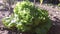 Salad growing naturally