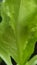Salad health food green vitamins plant