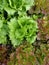 Salad in a high garden patch.