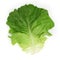 Salad leaf