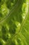 Salad leaf. Fresh green lettuce leave close-up