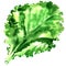 Salad leaf, fresh lettuce isolated, watercolor illustration on white