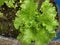 The Salad Leaf Plant, Lettuces