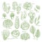 Salad leaf and vegetable greens sketch set design