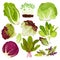 Salad leafy vegetables set, batavia, romaine and iceberg lettuce, cabbage and spinach