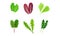 Salad Leaves with Curly Frisee and Lettuce Vector Set