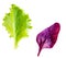 Salad leaves. Isolated Mixed Salad leaves with  purple Chard, lettuce on white background. Flat lay