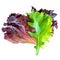 Salad leaves Isolated.  Mixed Salad leaves with Spinach, Chard, lettuce, rucola on white background. Flat lay