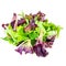 Salad leaves Isolated.  Mixed Salad leaves with Spinach, Chard, lettuce, rucola on white background. Top view