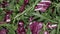 Salad leaves mix green, juicy snack, as background.