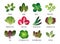 Salad leaves, vegetable plants