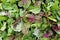 Salad micro greens