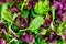 Salad mix leaves background. Fresh Salad Pattern with rucola, purple lettuce, spinach, frisee and chard leaf