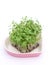 Salad mustard cress