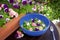 Salad pansy daisy flowers bowl