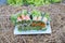 Salad rolls organic green and red oak leaf with meat filling var