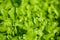 Salad salad leaf background. Fresh Batavia salad. Top view of the whole growth of lettuce on an organic farm. Young green salad.