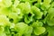 Salad salad leaf background. Fresh Batavia salad. Top view of the whole growth of lettuce on an organic farm. Young green salad.