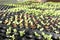 Salad Seedlings Fresh organic green leaf Lettuce salad vegetable including Green oak Red coral spring growing in farmland