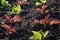 Salad seedlings, red and green lettuce