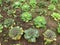 Salad vegetable grow on ground