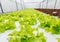 Salad vegetable growth