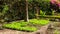 Salads growing in a garden