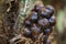 Salak Pondoh. Snakefruit in selective focus.